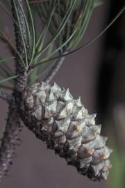 Fotografia da espécie Pinus pinaster
