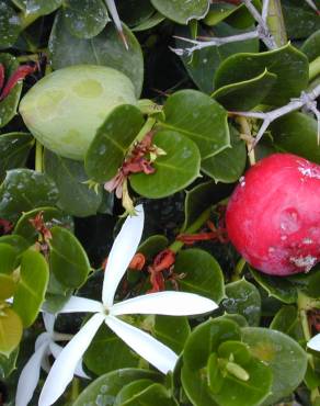 Fotografia 6 da espécie Carissa macrocarpa no Jardim Botânico UTAD