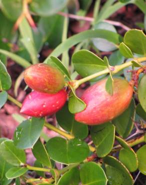 Fotografia 9 da espécie Carissa macrocarpa no Jardim Botânico UTAD