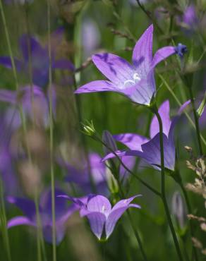 Fotografia 3 da espécie Campanula patula no Jardim Botânico UTAD