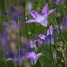 Fotografia 3 da espécie Campanula patula do Jardim Botânico UTAD