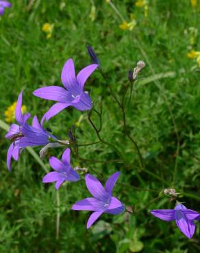 Fotografia 4 da espécie Campanula patula no Jardim Botânico UTAD