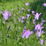 Fotografia 6 da espécie Campanula patula do Jardim Botânico UTAD