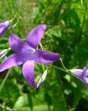 Fotografia 7 da espécie Campanula patula no Jardim Botânico UTAD