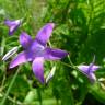 Fotografia 7 da espécie Campanula patula do Jardim Botânico UTAD