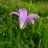 Fotografia 8 da espécie Campanula patula do Jardim Botânico UTAD