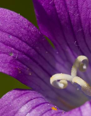 Fotografia 9 da espécie Campanula patula no Jardim Botânico UTAD