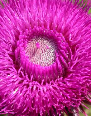 Fotografia 1 da espécie Carduus nutans no Jardim Botânico UTAD