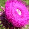 Fotografia 5 da espécie Carduus nutans do Jardim Botânico UTAD