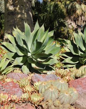 Fotografia 12 da espécie Agave attenuata no Jardim Botânico UTAD