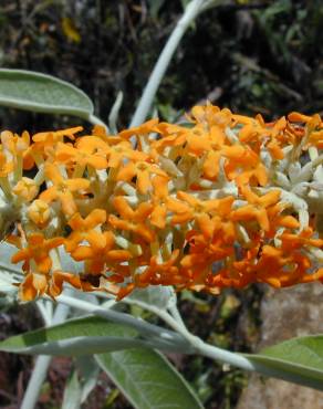 Fotografia 7 da espécie Buddleja madagascariensis no Jardim Botânico UTAD