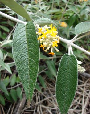 Fotografia 8 da espécie Buddleja madagascariensis no Jardim Botânico UTAD