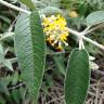 Fotografia 8 da espécie Buddleja madagascariensis do Jardim Botânico UTAD