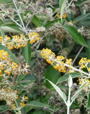 Fotografia 11 da espécie Buddleja madagascariensis no Jardim Botânico UTAD