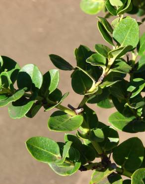 Fotografia 17 da espécie Carissa macrocarpa no Jardim Botânico UTAD