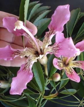 Fotografia 1 da espécie Ceiba crispiflora no Jardim Botânico UTAD