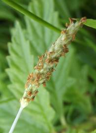 Fotografia da espécie Alopecurus aequalis