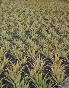 Fotografia 13 da espécie Aloe vera no Jardim Botânico UTAD