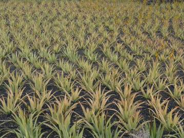 Fotografia da espécie Aloe vera