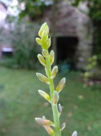 Fotografia da espécie Aloe vera