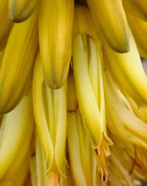 Fotografia 18 da espécie Aloe vera no Jardim Botânico UTAD