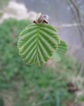 Fotografia 14 da espécie Alnus glutinosa no Jardim Botânico UTAD