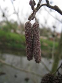 Fotografia da espécie Alnus glutinosa