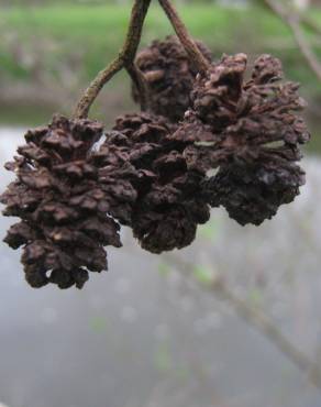 Fotografia 16 da espécie Alnus glutinosa no Jardim Botânico UTAD