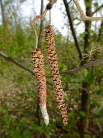 Fotografia da espécie Alnus glutinosa