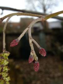 Fotografia da espécie Alnus glutinosa