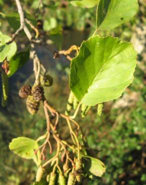 Fotografia 30 da espécie Alnus glutinosa no Jardim Botânico UTAD