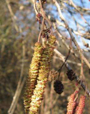 Fotografia 32 da espécie Alnus glutinosa no Jardim Botânico UTAD