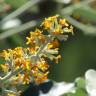 Fotografia 12 da espécie Buddleja madagascariensis do Jardim Botânico UTAD