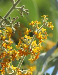 Buddleja madagascariensis