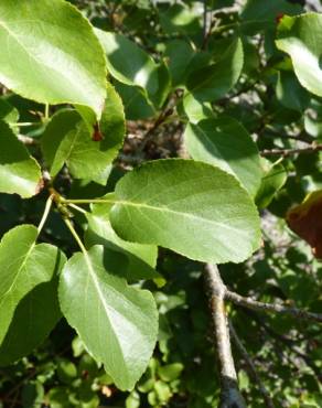 Fotografia 13 da espécie Alnus cordata no Jardim Botânico UTAD