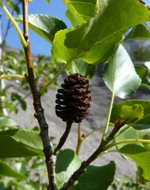 Fotografia 14 da espécie Alnus cordata no Jardim Botânico UTAD