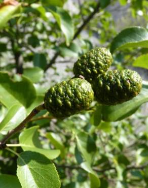 Fotografia 15 da espécie Alnus cordata no Jardim Botânico UTAD