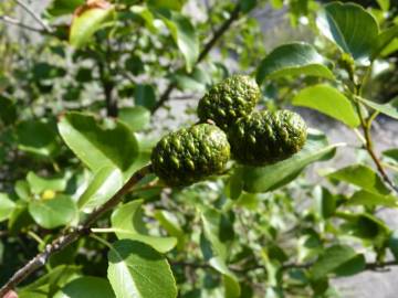 Fotografia da espécie Alnus cordata