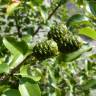 Fotografia 15 da espécie Alnus cordata do Jardim Botânico UTAD