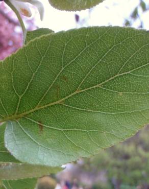 Fotografia 18 da espécie Alnus cordata no Jardim Botânico UTAD