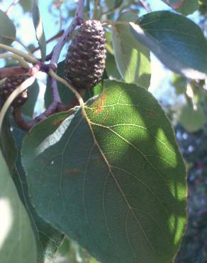 Fotografia 19 da espécie Alnus cordata no Jardim Botânico UTAD