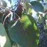 Fotografia 19 da espécie Alnus cordata do Jardim Botânico UTAD