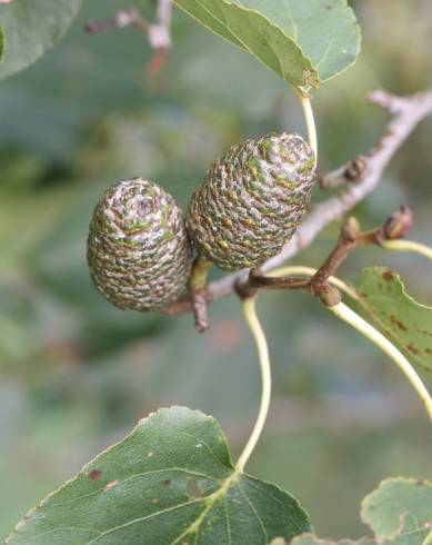 Fotografia de capa Alnus cordata - do Jardim Botânico