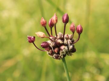 Fotografia da espécie Allium vineale