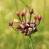 Fotografia 12 da espécie Allium vineale do Jardim Botânico UTAD