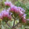 Fotografia 15 da espécie Verbena bonariensis do Jardim Botânico UTAD