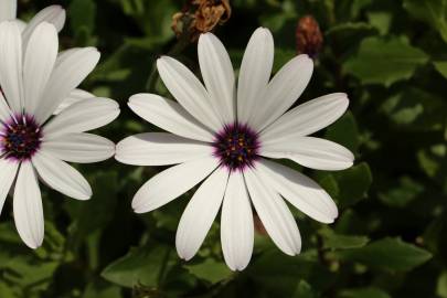 Fotografia da espécie Dimorphotheca fruticosa