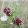 Fotografia 13 da espécie Allium vineale do Jardim Botânico UTAD