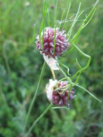 Fotografia da espécie Allium vineale