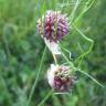 Fotografia 14 da espécie Allium vineale do Jardim Botânico UTAD